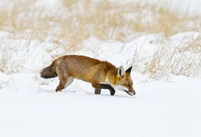 Framed Print : Red Fox - in snow - controlled conditions 15492 Framed Print : Red Fox - in snow - controlled conditions 15492