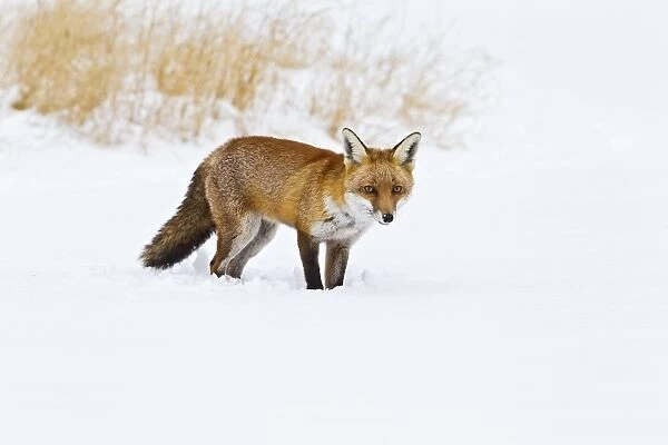 Red Fox - in snow - controlled conditions 15493