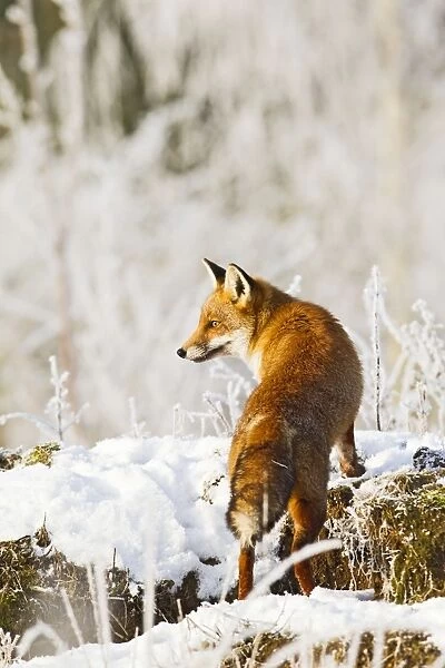 Red Fox - in snow - controlled conditions 15766