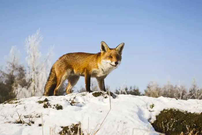 Framed Print : Red Fox - in snow - controlled conditions 15780 Framed Print : Red Fox - in snow - controlled conditions 15780