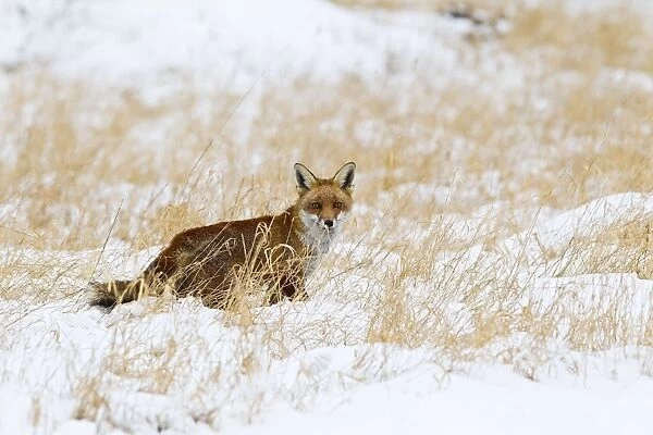 Red Fox - in snow covered long grass - controlled conditions 15476
