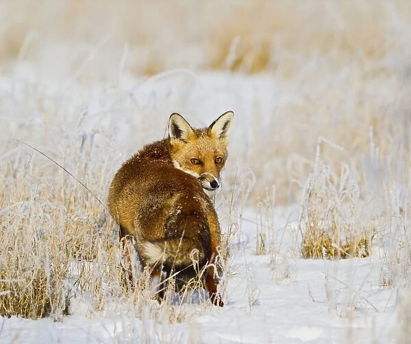Red Fox - in snow covered rough grassland - controlled conditions 15844