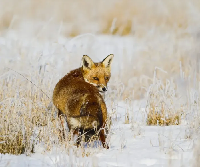 Framed Print : Red Fox - in snow covered rough grassland - controlled conditions 15844 Framed Print : Red Fox - in snow covered rough grassland - controlled conditions 15844