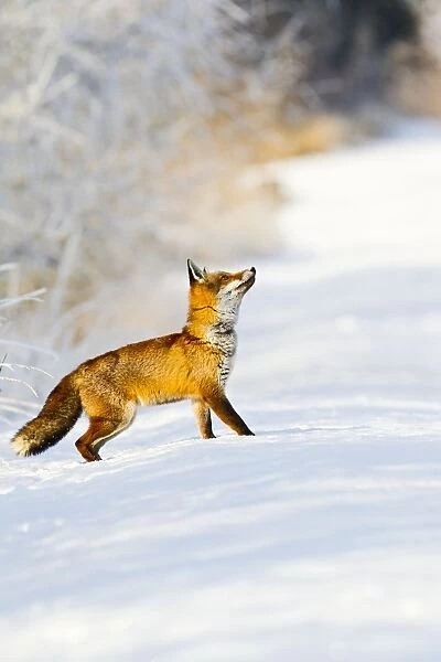 Red Fox - on snow covered woodland path - controlled conditions 15823