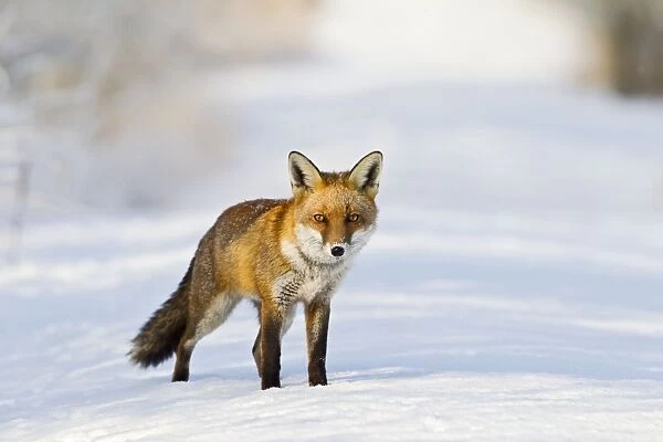 Red Fox - on snow covered woodland path - controlled conditions 15831