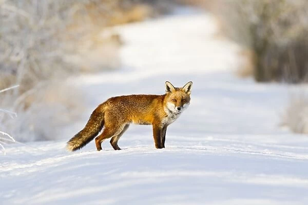 Red Fox - on snow covered woodland path - controlled conditions 15812