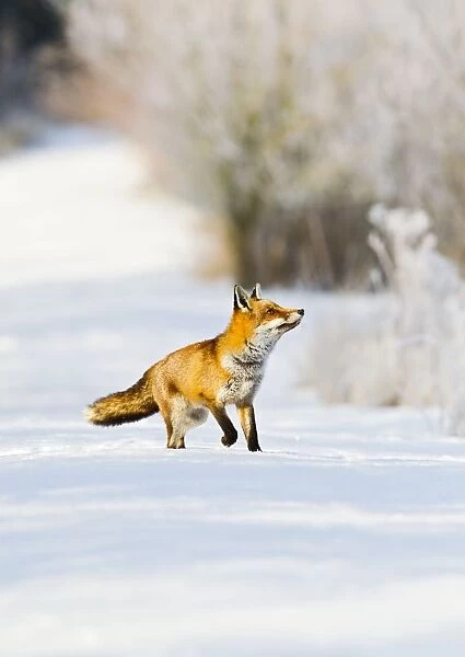 Red Fox - on snow covered woodland path - controlled conditions 15821