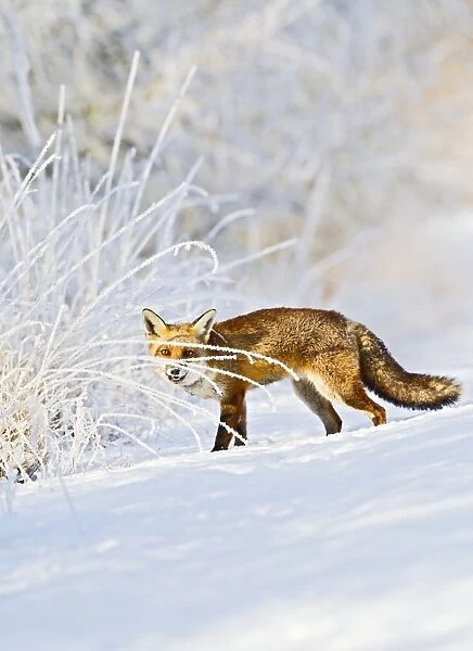 Red Fox - on snow covered woodland path - controlled conditions 15814