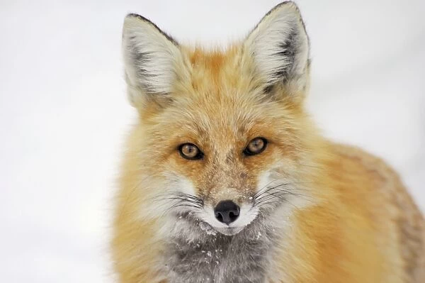 Red Fox - in snow - late winter - Shoshone National Forest - Rocky Mountains - Yellowstone National Park - Wyoming - USA _CXA2534