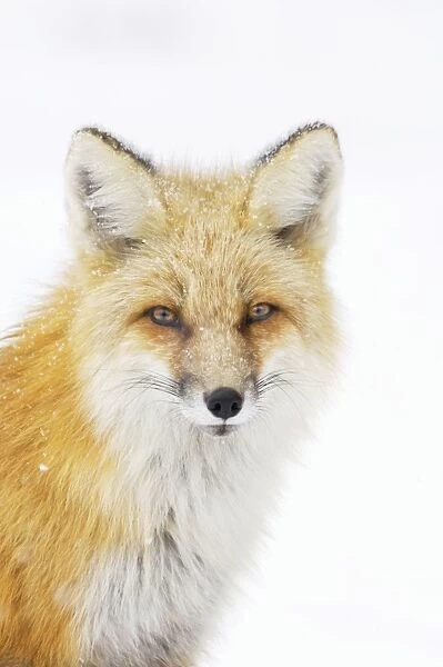 Red Fox - in snow - late winter - Shoshone National Forest - Rocky Mountains - Yellowstone National Park - Wyoming - USA _CXA2647