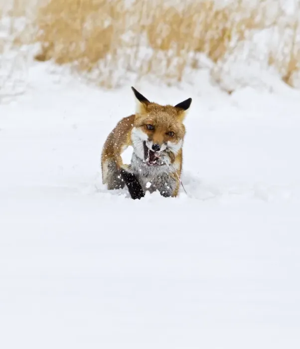Framed Print : Red Fox - in snow with mouse - controlled conditions 15482 Framed Print : Red Fox - in snow with mouse - controlled conditions 15482
