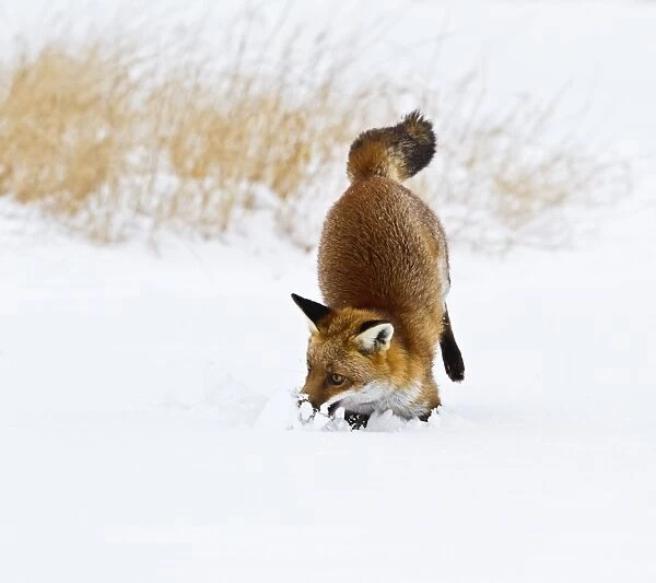 Red Fox - in snow with mouse - controlled conditions 15479