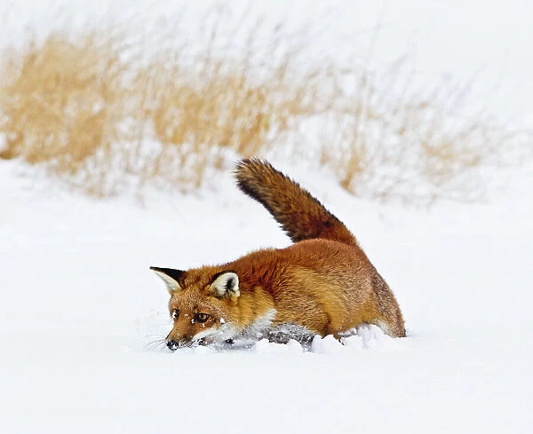 Red Fox - in snow with mouse - controlled conditions 15480