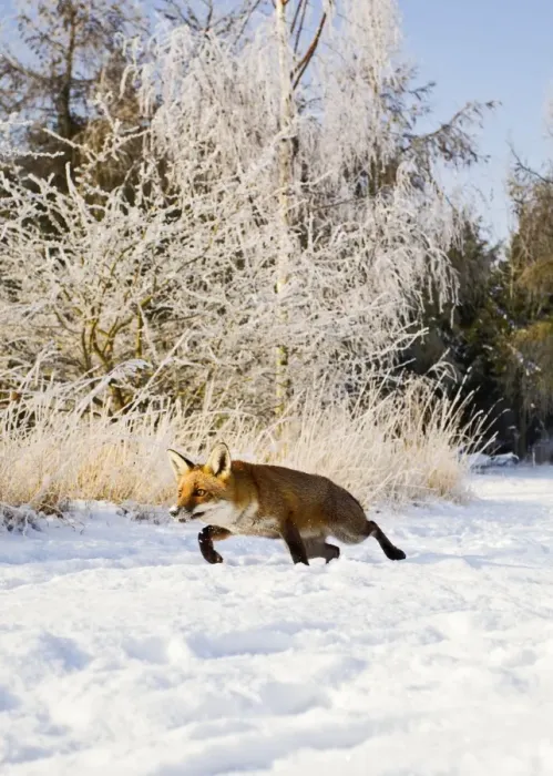 Framed Print : Red Fox - in snow stalking - controlled conditions 15790 Framed Print : Red Fox - in snow stalking - controlled conditions 15790