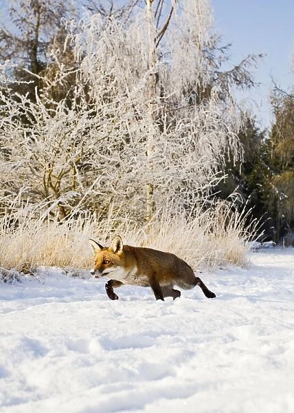 Red Fox - in snow stalking - controlled conditions 15790