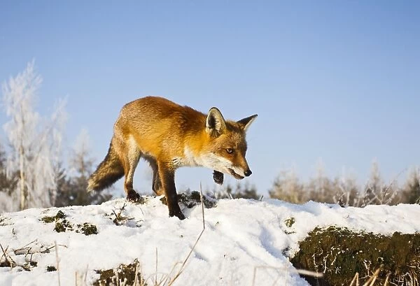 Red Fox - in snow stalking - controlled conditions 15783