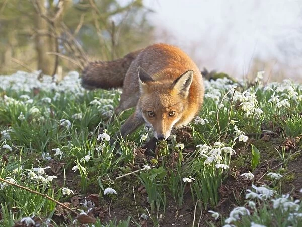 Red Fox - in Snowdrops - controlled conditions 15970