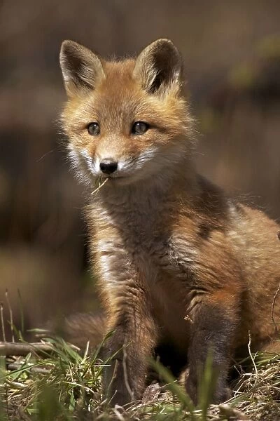 Red Fox - same species as European red fox - some say was originally introduced from Europe to North America - widespread in North America - omnivore - New York - USA