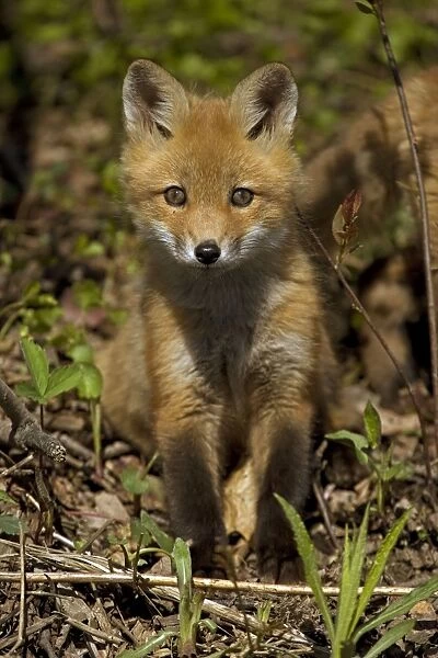 Red Fox - same species as European red fox - some say was originally introduced from Europe to North America - widespread in North America - omnivore - New York - USA