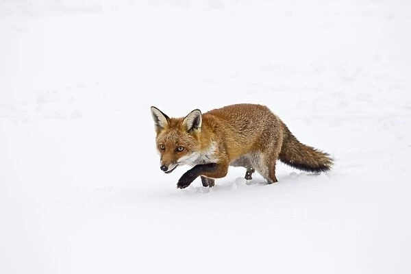 Red Fox - stalking in snow - controlled conditions 15437