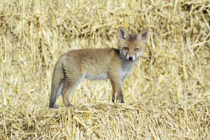 Framed Print : Red Fox - standing on straw bales cub in open barn, Hessen, Germany Framed Print : Red Fox - standing on straw bales cub in open barn, Hessen, Germany
