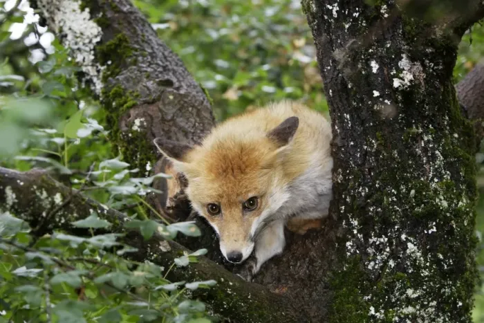 Framed Print : Red Fox in a tree Framed Print : Red Fox in a tree
