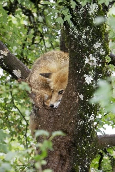 Red Fox in a tree. France