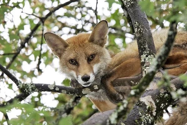 Red Fox in a tree. France