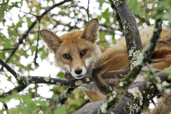 Framed Print : Red Fox in a tree. France Framed Print : Red Fox in a tree. France