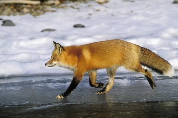 Red fox - trots along edge of frozen lake. Winter. Prince Albert National Park, Canada