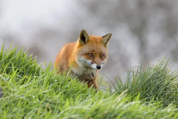 Framed Print : Red Fox - UK Framed Print : Red Fox - UK