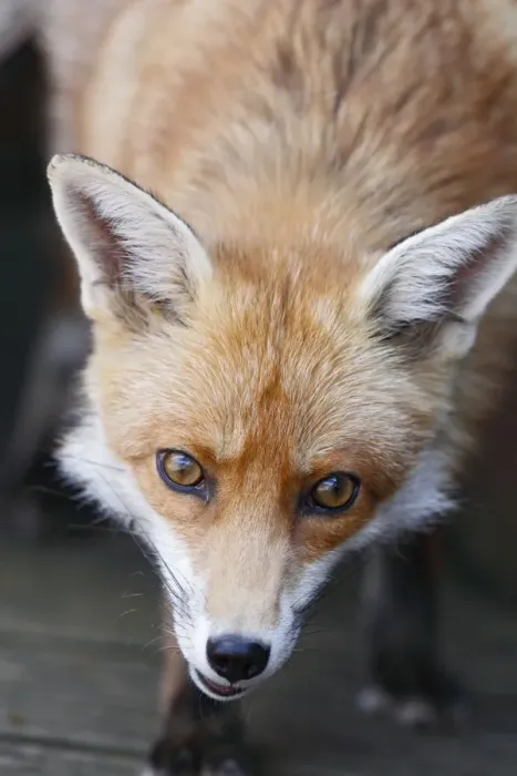 Framed Print : Red Fox - vixen close up in back yard - Bedfordshire UK 10868 Framed Print : Red Fox - vixen close up in back yard - Bedfordshire UK 10868