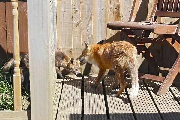 Red Fox - vixen and cub in back yard - Bedfordshire UK 10857