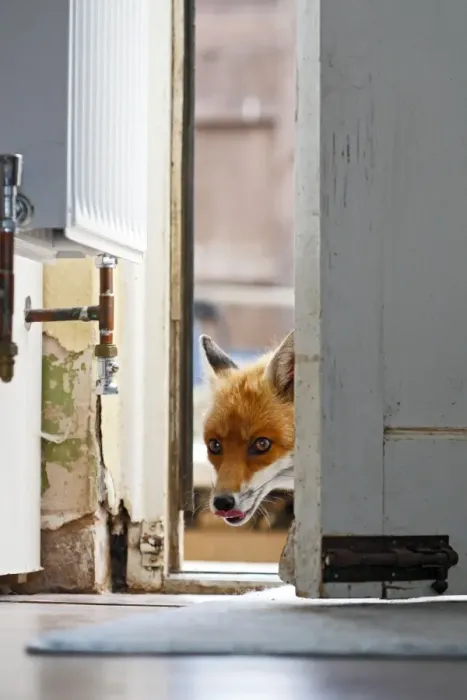 Framed Print : Red Fox - vixen entering house through back door - Bedfordshire UK 10892 Framed Print : Red Fox - vixen entering house through back door - Bedfordshire UK 10892
