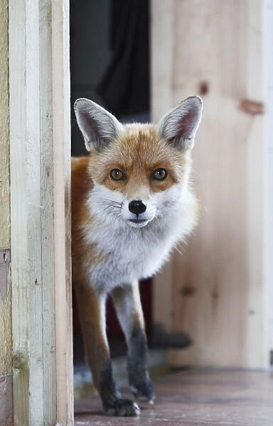 Red Fox - vixen entering room in house - Bedfordshire UK 10877