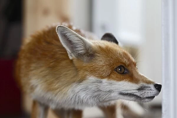Red Fox - vixen entering room in house - Bedfordshire UK 10874