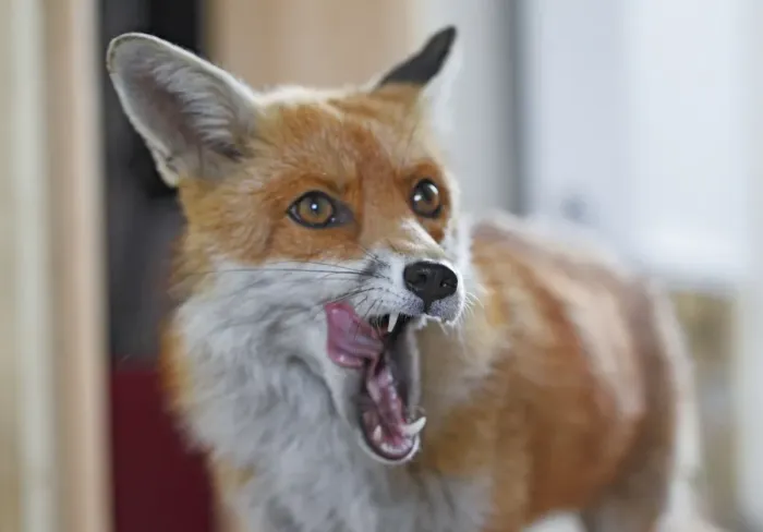 Framed Print : Red Fox - vixen entering room in house - Bedfordshire UK 10875 Framed Print : Red Fox - vixen entering room in house - Bedfordshire UK 10875