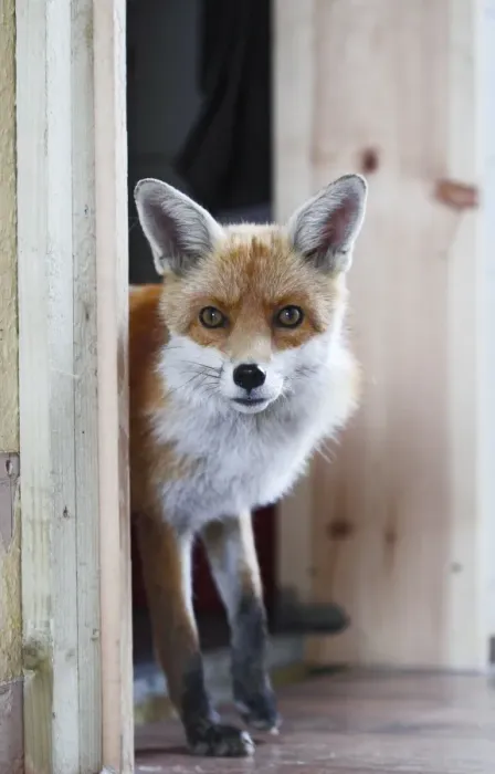 Framed Print : Red Fox - vixen entering room in house - Bedfordshire UK 10877 Framed Print : Red Fox - vixen entering room in house - Bedfordshire UK 10877