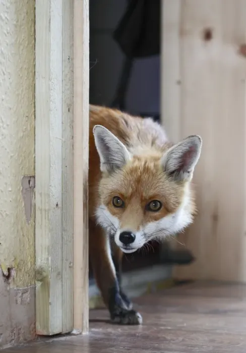 Framed Print : Red Fox - vixen entering room in house - Bedfordshire UK 10883 Framed Print : Red Fox - vixen entering room in house - Bedfordshire UK 10883