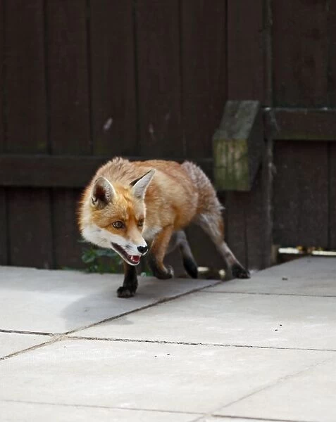 Red Fox - vixen in back yard - Bedfordshire UK 10893