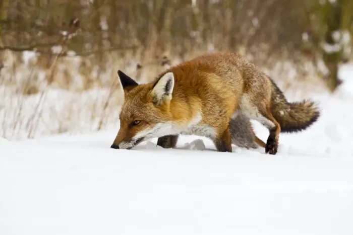 Framed Print : Red Fox - walking in snow - controlled conditions 15462 Framed Print : Red Fox - walking in snow - controlled conditions 15462