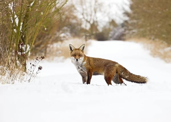 Red Fox - walking in snow - controlled conditions 15456