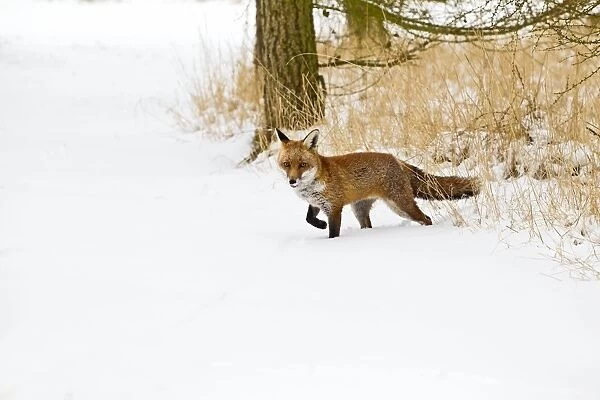 Red Fox - walking in snow - controlled conditions 15441