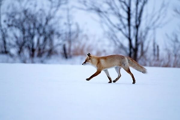 Red Fox - walking across snow covered field - Hokkaido Island - Japan