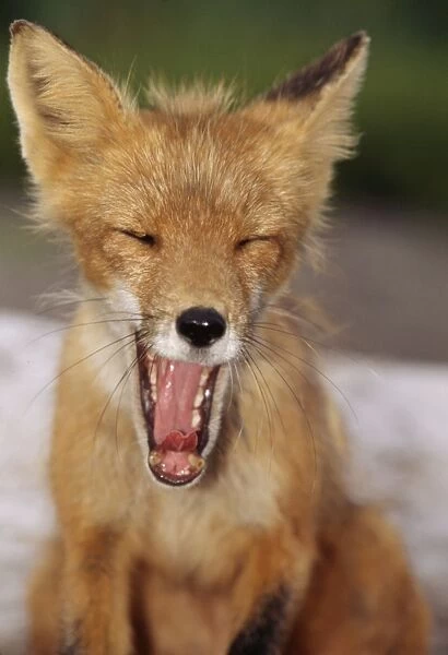 Red Fox WAT 1159 Yawning Vulpes vulpes © M. Watson  /  ARDEA LONDON
