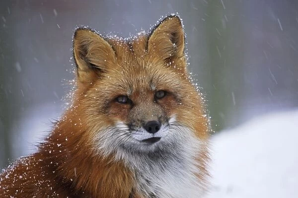 red fox in winter, Germany