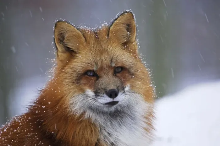 Framed Print : red fox in winter, Germany Framed Print : red fox in winter, Germany