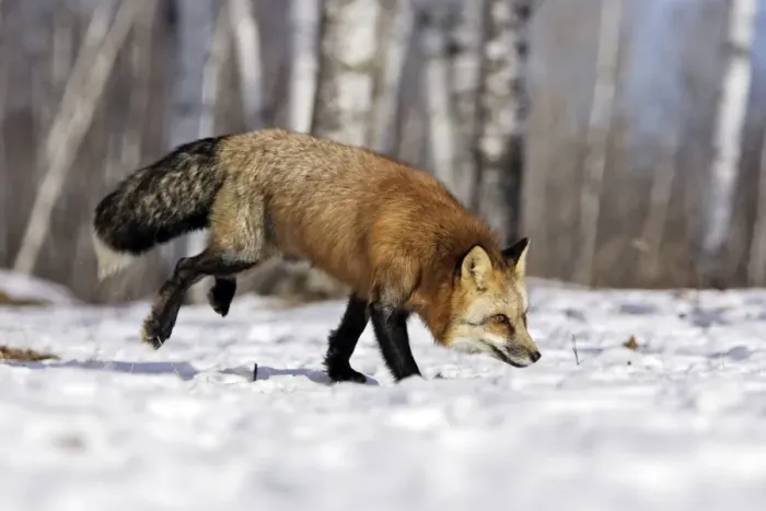 Framed Print : Red Fox - in winter Minnesota USA
