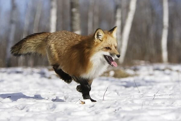 Red Fox - in winter Minnesota USA