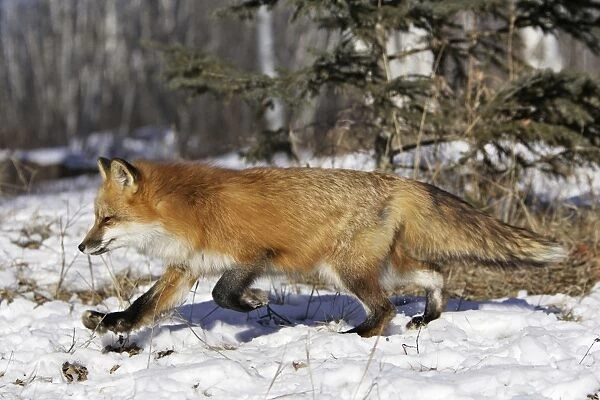 Red Fox - in winter Minnesota USA